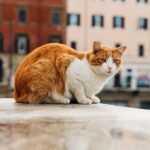 Mercado de Pet na Italia