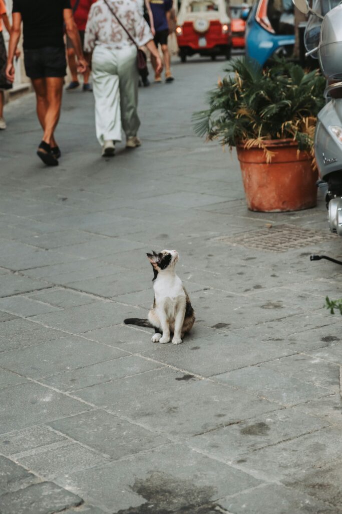 Mercado Pet Italia